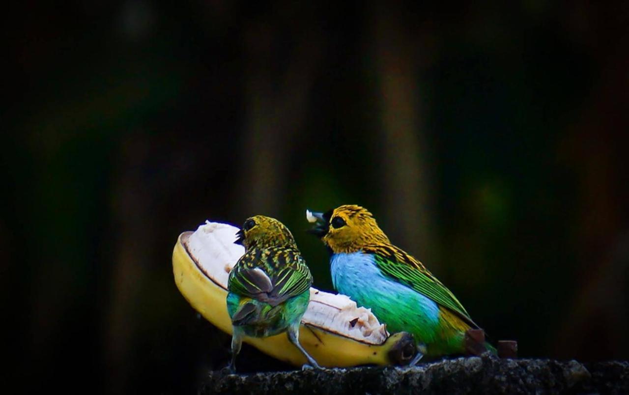 Casa Rosa Lumiar, Cachoeira Particular E Fazendinha Bagian luar foto